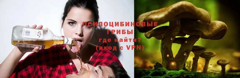 Псилоцибиновые грибы Psilocybe  Алупка 